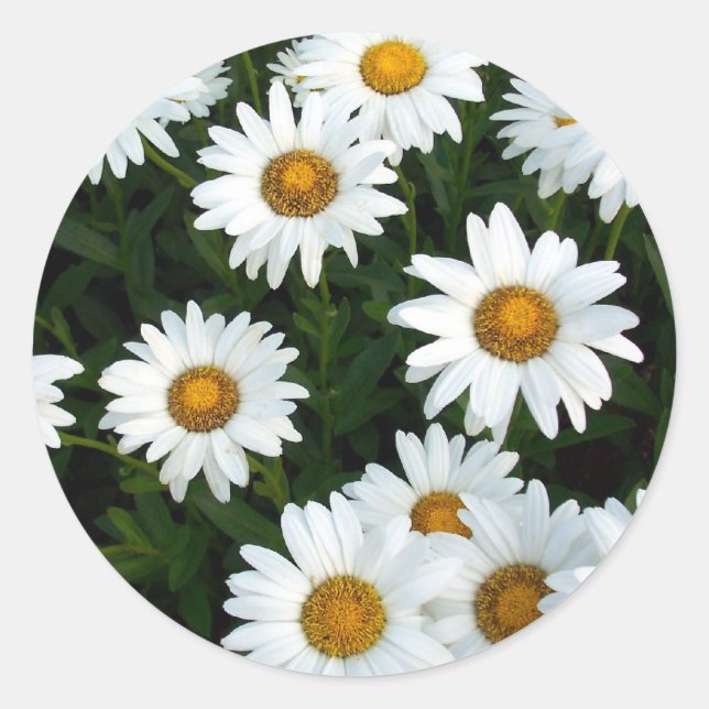 Adesivo Redondo Shasta Daisy (WestCreek) Sticker (Frente)