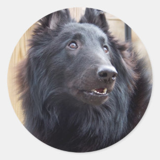 Adesivo Redondo Sheepdog belga
