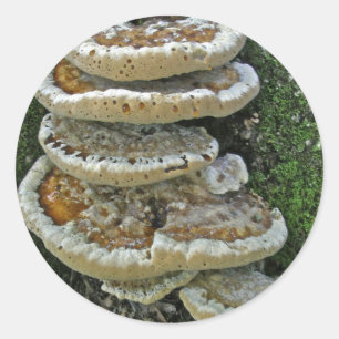 Adesivo Redondo Shelf Fungi em Stump