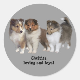 Adesivo Redondo Sheltie Sticker