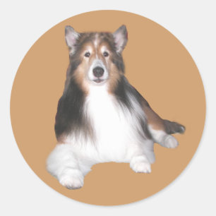 Adesivo Redondo Sheltie Sticker