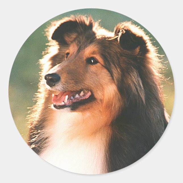Adesivo Redondo Sheltie Sticker (Frente)