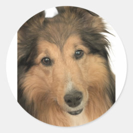 Adesivo Redondo Sheltie Stickers