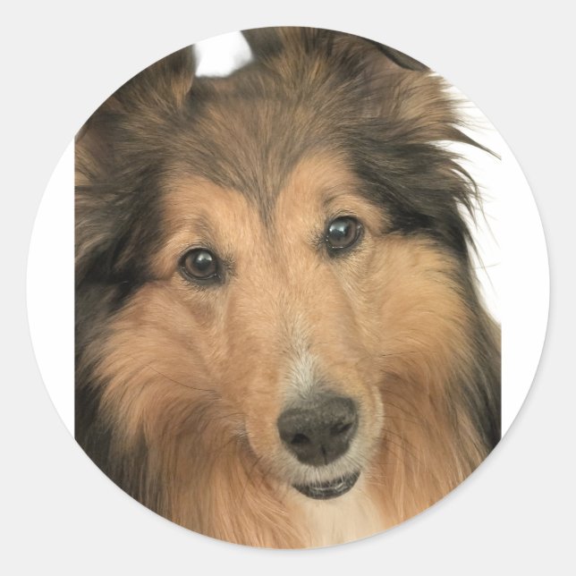 Adesivo Redondo Sheltie Stickers (Frente)