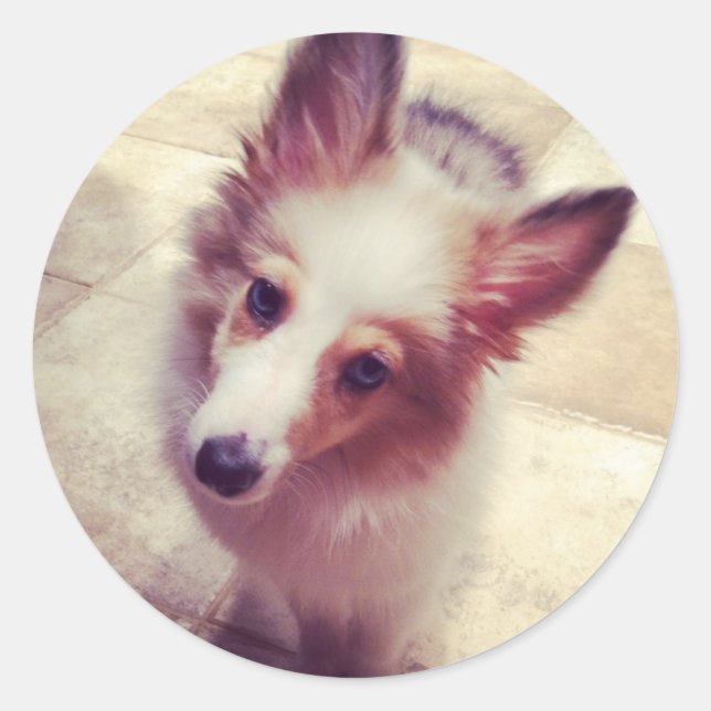 Adesivo Redondo Sheltie Stickers (Frente)
