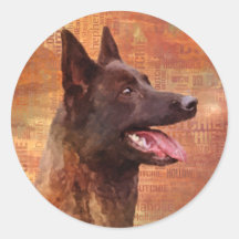 Shepherd - Hollandse Herdershond