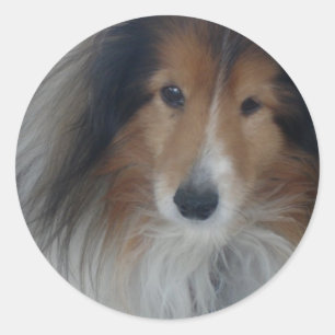 Adesivo Redondo Shetland Sheepdog Stickers