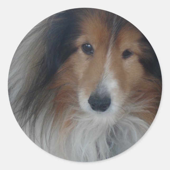 Adesivo Redondo Shetland Sheepdog Stickers (Frente)