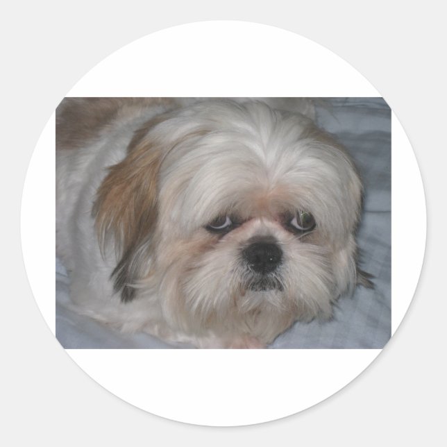 Adesivo Redondo Shih Tzu (Frente)