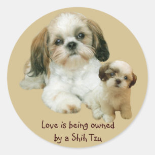 Adesivo Redondo Shih Tzu Buddies Sticker