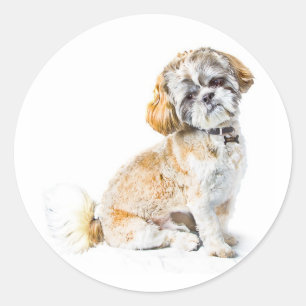 Adesivo Redondo Shih Tzu Dog Stickers