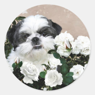 Adesivo Redondo Shih Tzu e rosas