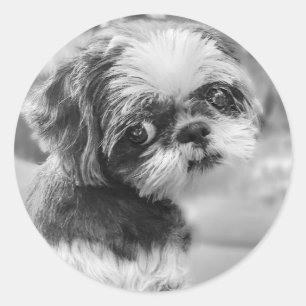 Adesivo Redondo Shih Tzu Girl Black and White Stickers