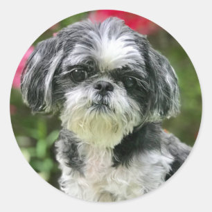 Adesivo Redondo Shih Tzu Girl Stickers