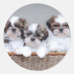 Adesivo Redondo Shih Tzu puppies