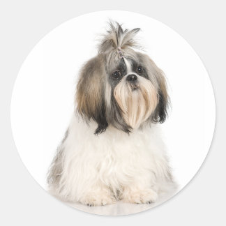 Adesivo Redondo Shih Tzu Sticker