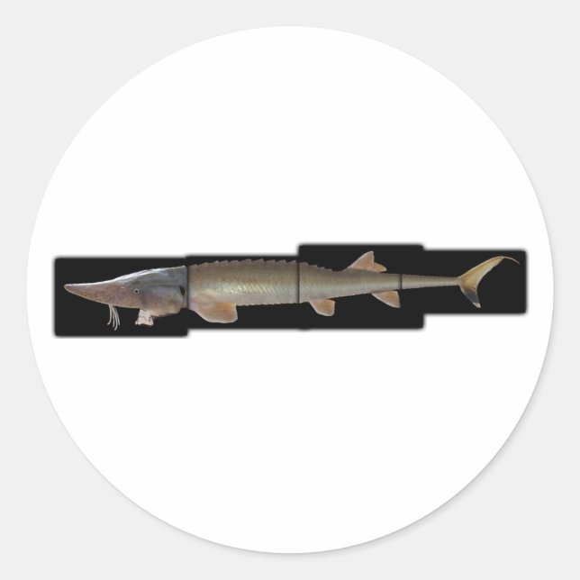 Adesivo Redondo Shovelnose Sturgeon - Scaphirhynchus platorynchus (Frente)