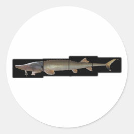 Adesivo Redondo Shovelnose Sturgeon - Scaphirhynchus platorynchus