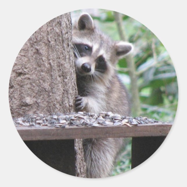 Adesivo Redondo Shy Raccoon Sticker (Frente)