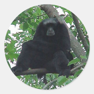 Adesivo Redondo Siamang Gibbon