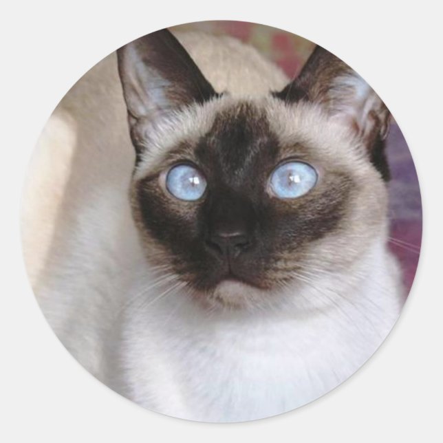 ADESIVO REDONDO SIAMESE BEAUTY (Frente)