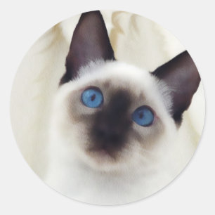 Adesivo Redondo Siamese Kitten