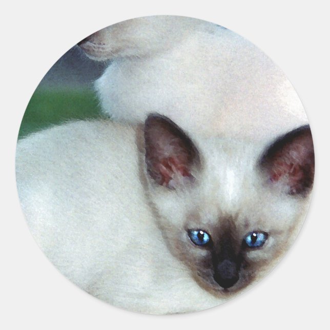 Adesivo Redondo Siamese Kittens Sticker (Frente)