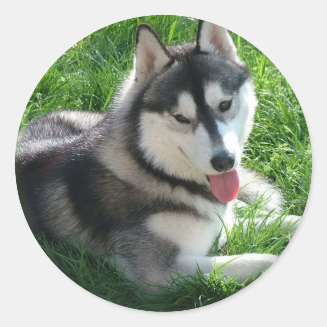 Adesivo Redondo Siberian Husky Dog Sticker (Frente)