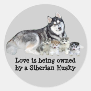 Adesivo Redondo Siberian Husky & Puppies Sticker