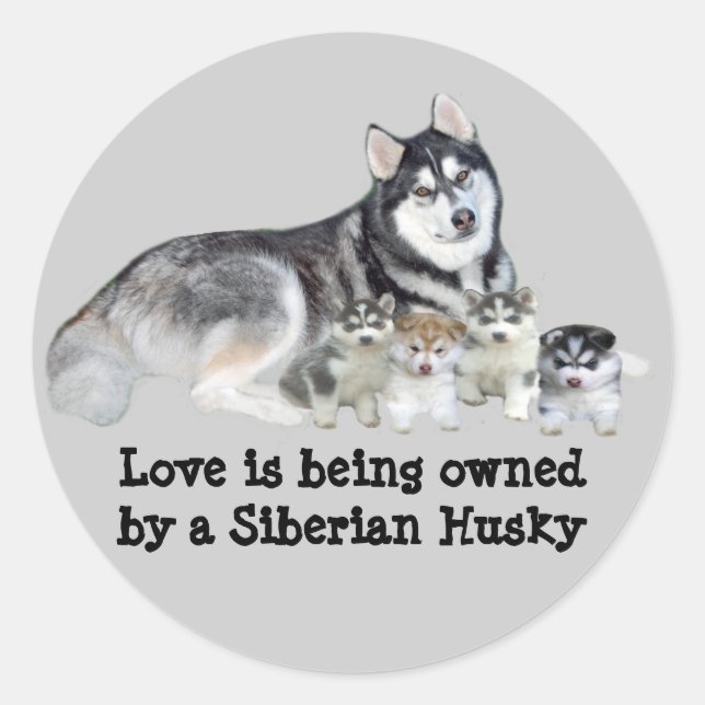 Adesivo Redondo Siberian Husky & Puppies Sticker (Frente)
