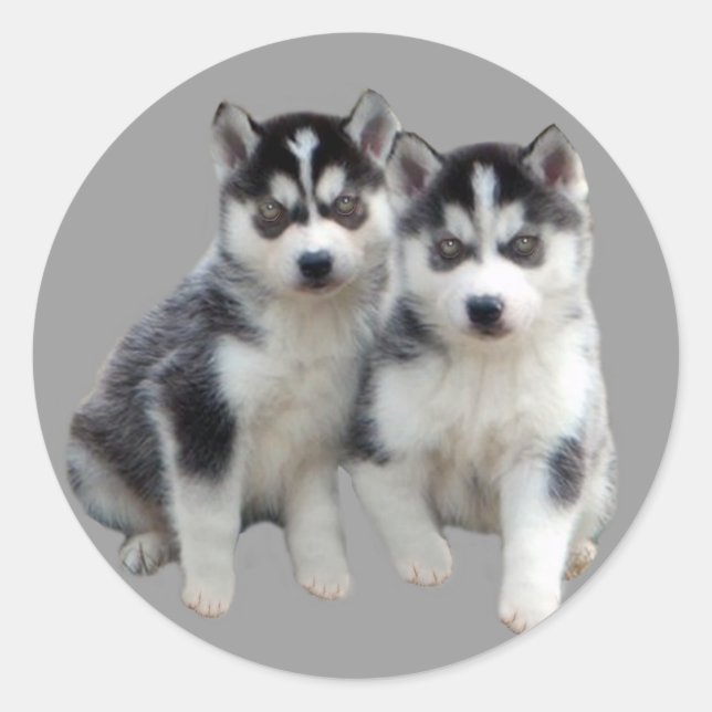 Adesivo Redondo Siberian Husky Sticker (Frente)
