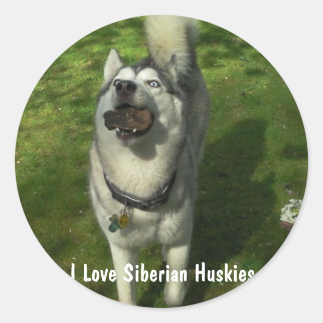 Adesivo Redondo Siberian Husky Stickers (Frente)