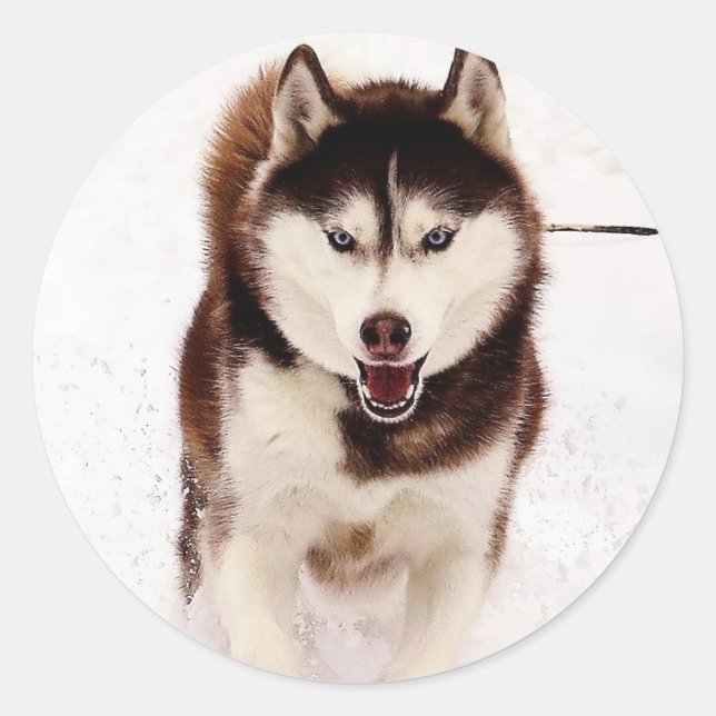 Adesivo Redondo Siberian Husky Stickers (Frente)
