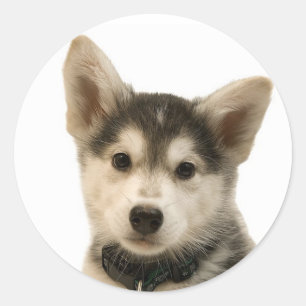 Adesivo Redondo Siberian Husky Stickers