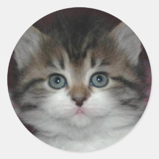 Adesivo Redondo Siberian Tabby/White Kitten