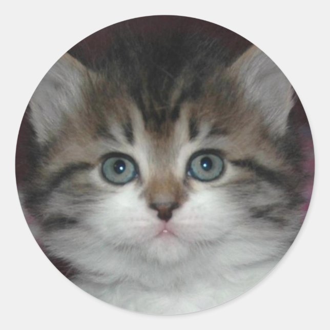 Adesivo Redondo Siberian Tabby/White Kitten (Frente)