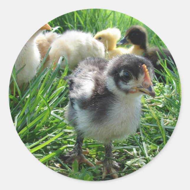 Adesivo Redondo Siga o líder (Frente)