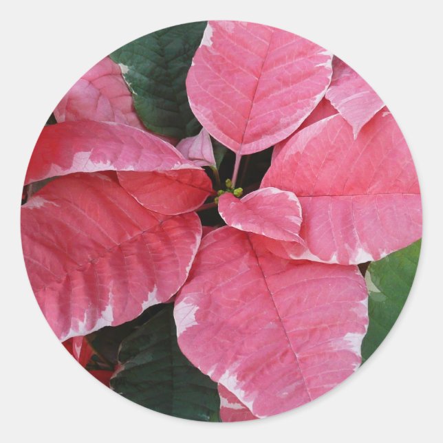 Adesivo Redondo Silver Star Marble Poinsettias Feriado Rosa Floral (Frente)