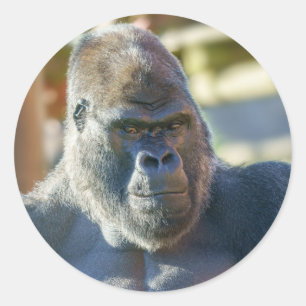 Adesivo Redondo Silverback em greve