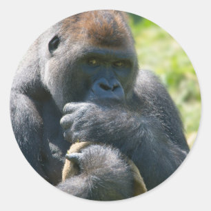 Adesivo Redondo Silverback Gorilla E Seu Banheira