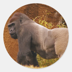 Adesivo Redondo Silverback Gorilla Photo Sticker