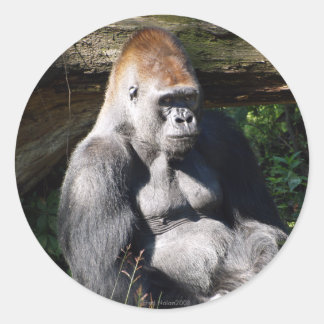 Adesivo Redondo Silverback Sticker