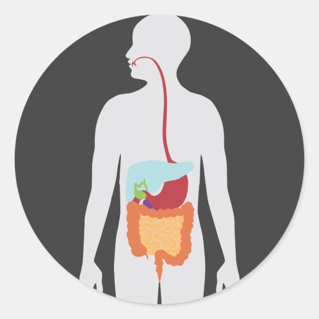 Adesivo Redondo Sistema Digestivo (Frente)