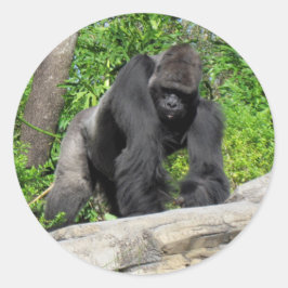 Adesivo Redondo Sivlerback Gorilla Stickers