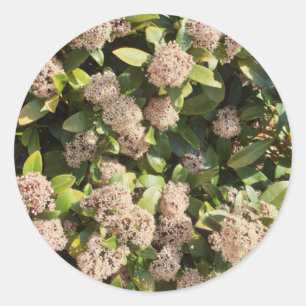 Adesivo Redondo Skimmia Japonica no Parque