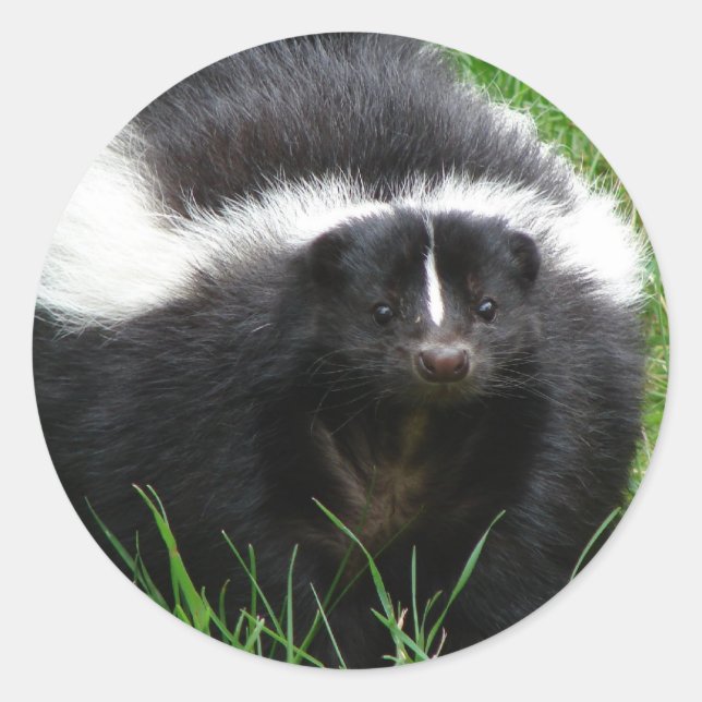 Adesivo Redondo Skunk Photo Sticker (Frente)