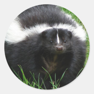 Adesivo Redondo Skunk Photo Sticker