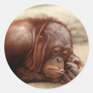 Adesivo Redondo Sleepy Monkey