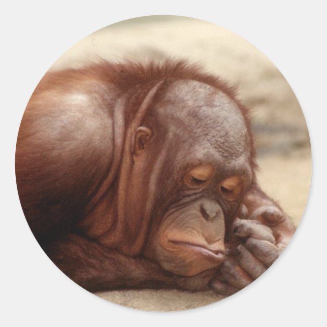 Adesivo Redondo Sleepy Monkey (Frente)