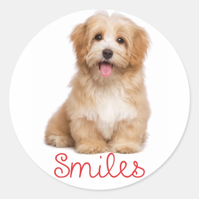 Adesivo Redondo Smile Havanese Tan Puppy Dog Hello (Frente)